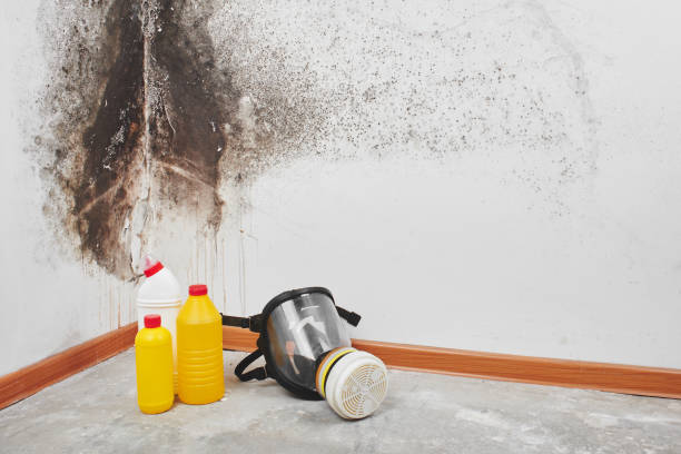 Best DIY Mold Remediation Support Services in , RI