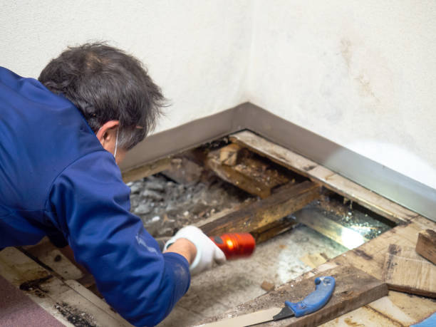 Best Basement Mold Remediation in , RI