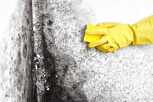 Best Residential Mold Remediation in , RI
