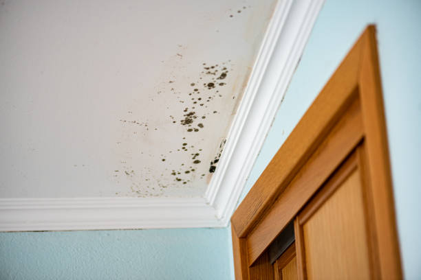 Best Bathroom Mold Remediation in , RI