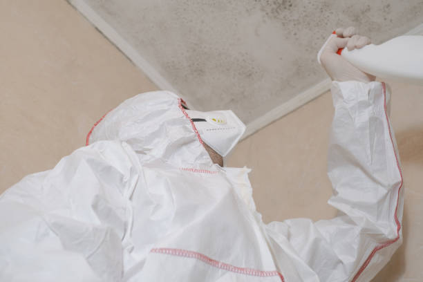 Best Black Mold Remediation in , RI