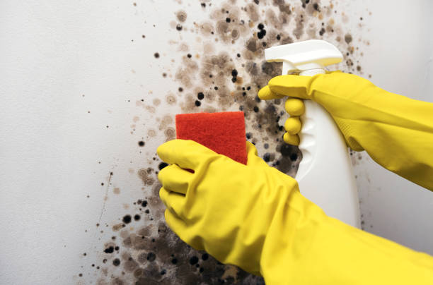 Best HVAC Mold Remediation in , RI