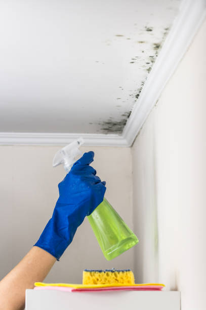 Best Health and Safety Mold Remediation in , RI