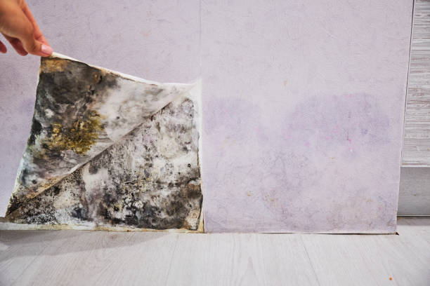 Best Basement Mold Remediation in , RI